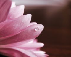 Tapeta Nature Flowers 671.jpg